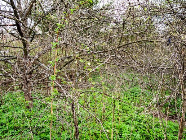 Underbrush Clearing in Spokane