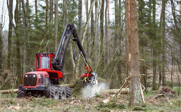Cost of Forest Clearance Service in Spokane